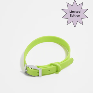 Wild One Collar - X Small - Limeade **Limited Edition**